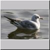 Larus ridibundus - Lachmoewe 11.jpg